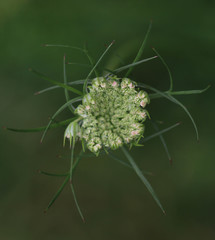 Daucus carota