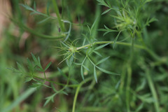 Daucus carota