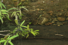Anax immaculifrons