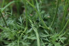 Daucus carota