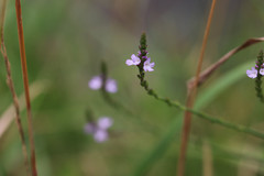 Verbena officinalis