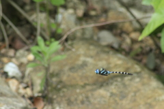 Anax immaculifrons