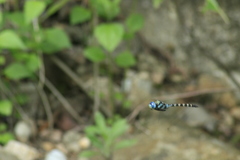 Anax immaculifrons