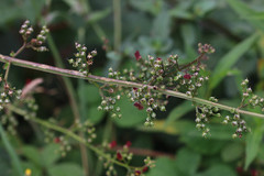 Scrophularia auriculata