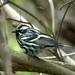 Black-and-white Warbler - Photo (c) rhchamberlain, some rights reserved (CC BY-NC), uploaded by Richard Chamberlain