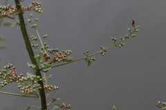 Scrophularia auriculata