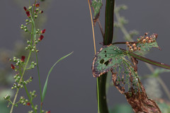 Scrophularia auriculata