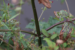 Scrophularia auriculata