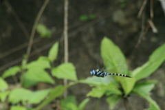 Anax immaculifrons