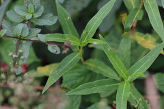 Ludwigia grandiflora
