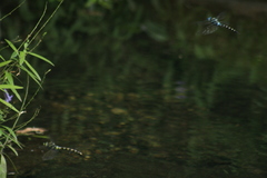 Anax immaculifrons