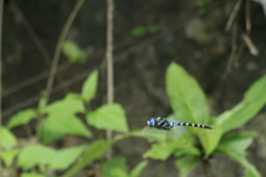 Anax immaculifrons
