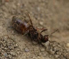 Lasius