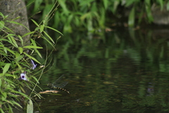 Anax immaculifrons