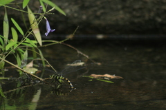 Anax immaculifrons