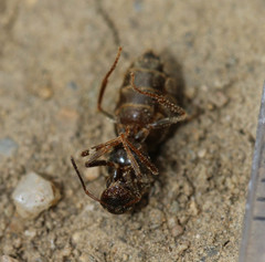 Lasius