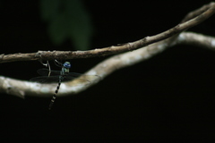 Anax immaculifrons