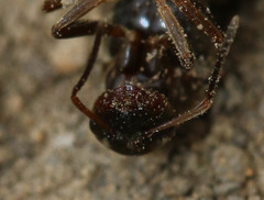 Lasius