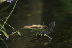 Anax immaculifrons