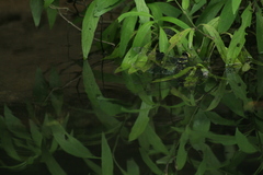 Anax immaculifrons