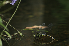 Anax immaculifrons