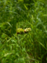 Carex molesta