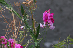 Lathyrus latifolius