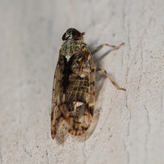 Melanoliarus placitus
