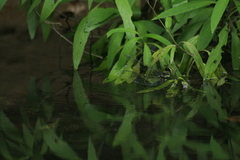 Anax immaculifrons