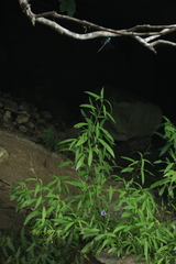 Anax immaculifrons