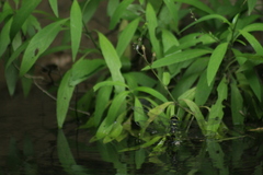 Anax immaculifrons