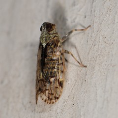 Melanoliarus placitus