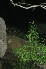 Anax immaculifrons
