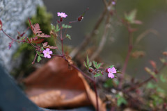 Geranium robertianum