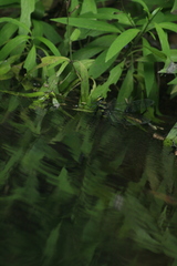 Anax immaculifrons