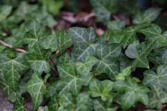 Hedera helix