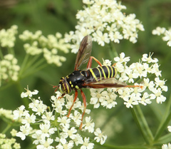 Spilomyia diophthalma