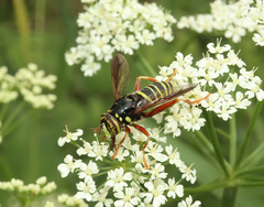 Spilomyia diophthalma