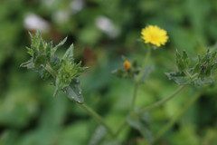 Helminthotheca echioides