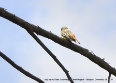 Myiodynastes luteiventris