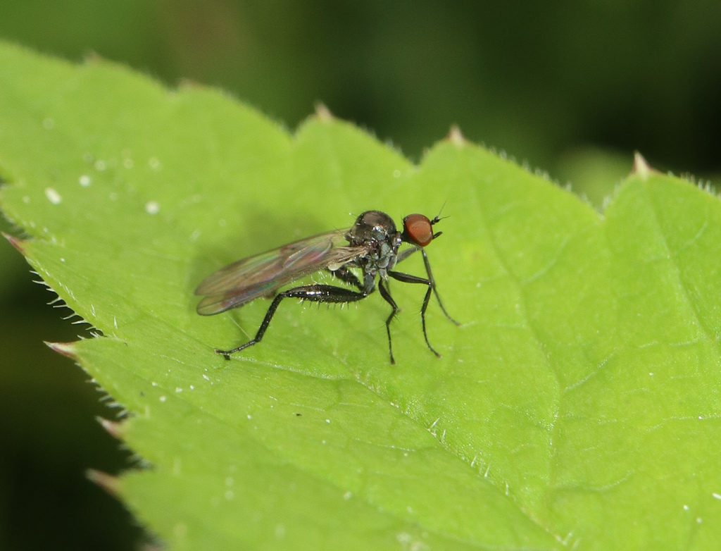 Hybos grossipes