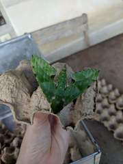 Euchloron megaera