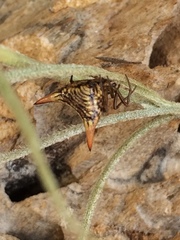 Micrathena peregrinatorum