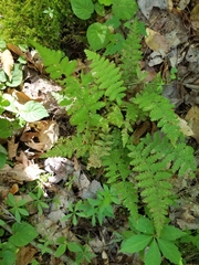 Deparia acrostichoides