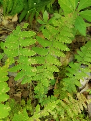 Deparia acrostichoides