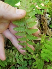 Deparia acrostichoides