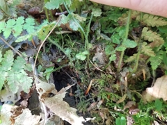 Deparia acrostichoides