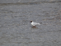 Chroicocephalus ridibundus