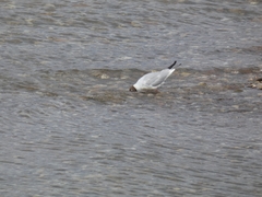 Chroicocephalus ridibundus