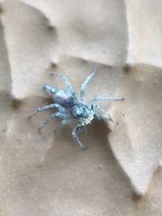Maeota dichrura